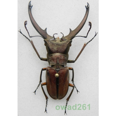 Cyclommatus canaliculatus freygesseneri Mizunuma & Nagai, 1994 Indonesia, Java Is 44mm